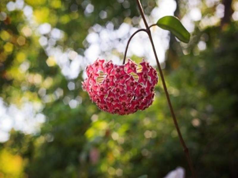 jardinagem aprenda a fazer um jardim sensorial