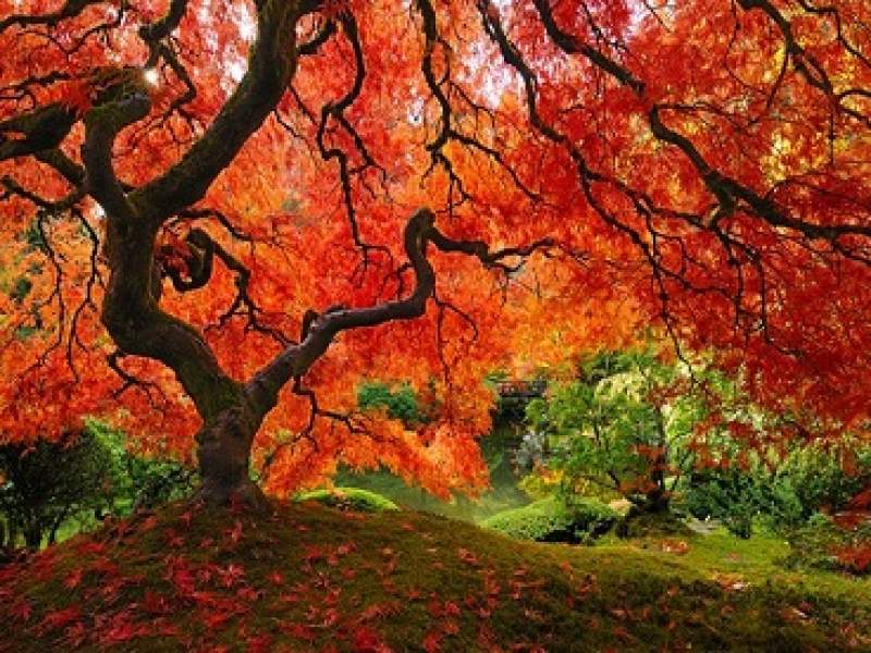 meio ambiente as 16 rvores mais lindas do mundo!
