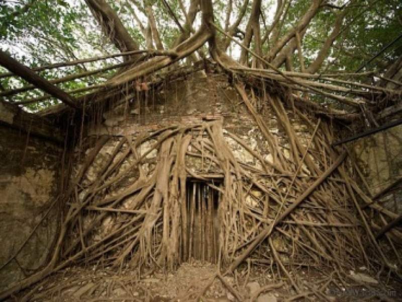 curiosidades  mgico ver a natureza se apropriando desse armazm abandonado