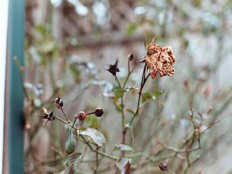 curiosidades saiba como recuperar uma planta seca