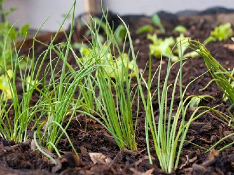 jardinagem manual grtis ensina o passo a passo da agricultura urbana