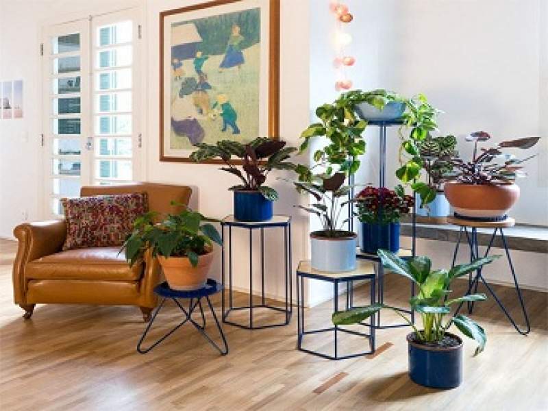 paisagismo 5 plantas para ter dentro de casa