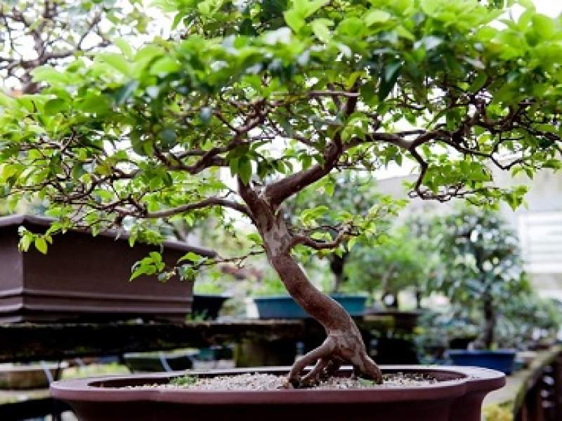 paisagismo bonsai: como comprar, cuidar, cultivar, regar